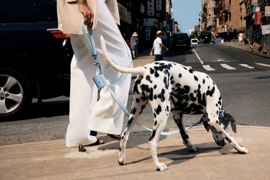 6 Tips to Help Your Dog Master Loose-Leash Walking - EGBull