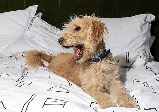 Goodbye Separation Anxiety: 7 Essential Rules for Leaving Your Dog Alone - EGBull