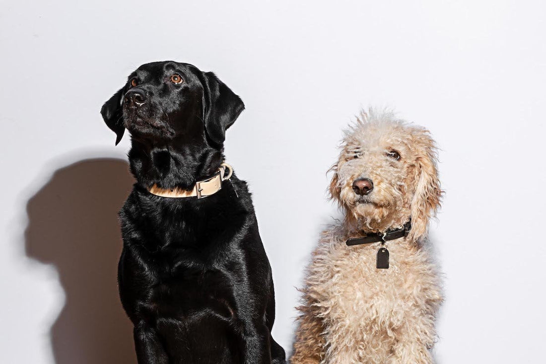 How to choose the best dog collar?