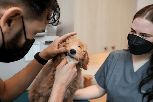 How to Identify Dog Dental Health Problems - EGBull