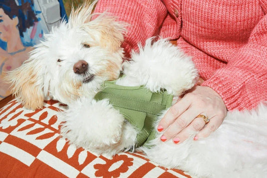 9 Must-Know Puppy Tips for First-Time Pawrents - EGBull