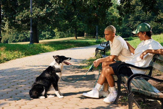 Link vs. Leash – Which is best for you and your dog? - EGBull