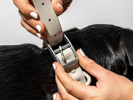 The 2-Finger Rule: How Tight Should a Dog Collar Be (Safety Guide) - EGBull